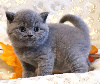 British Shorthair et Longhair