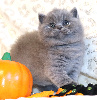 British Shorthair et Longhair