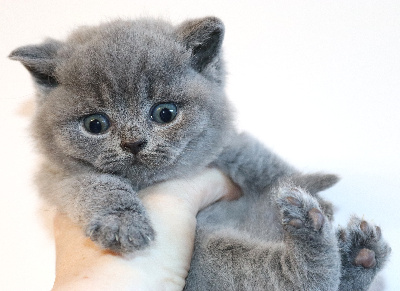 British Shorthair et Longhair - de Life Cats