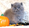British Shorthair et Longhair