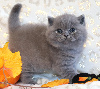 British Shorthair et Longhair