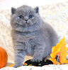 British Shorthair et Longhair