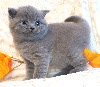 British Shorthair et Longhair