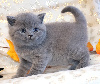 British Shorthair et Longhair
