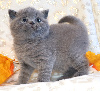 British Shorthair et Longhair