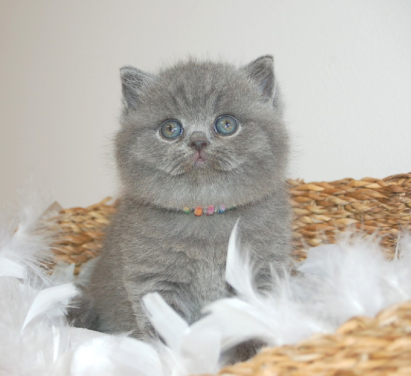 de Life Cats - British Shorthair et Longhair - Portée née le 10/02/2024