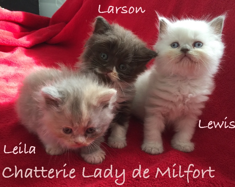 Of Lady De Milfort - British Shorthair et Longhair - Portée née le 23/06/2015