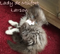 Of Lady De Milfort - Chaton disponible  - British Shorthair et Longhair
