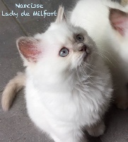 Of Lady De Milfort - Chaton disponible  - British Shorthair et Longhair
