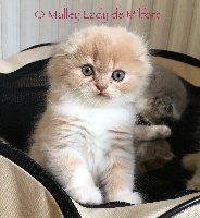 Of Lady De Milfort - Chaton disponible  - Highland Fold