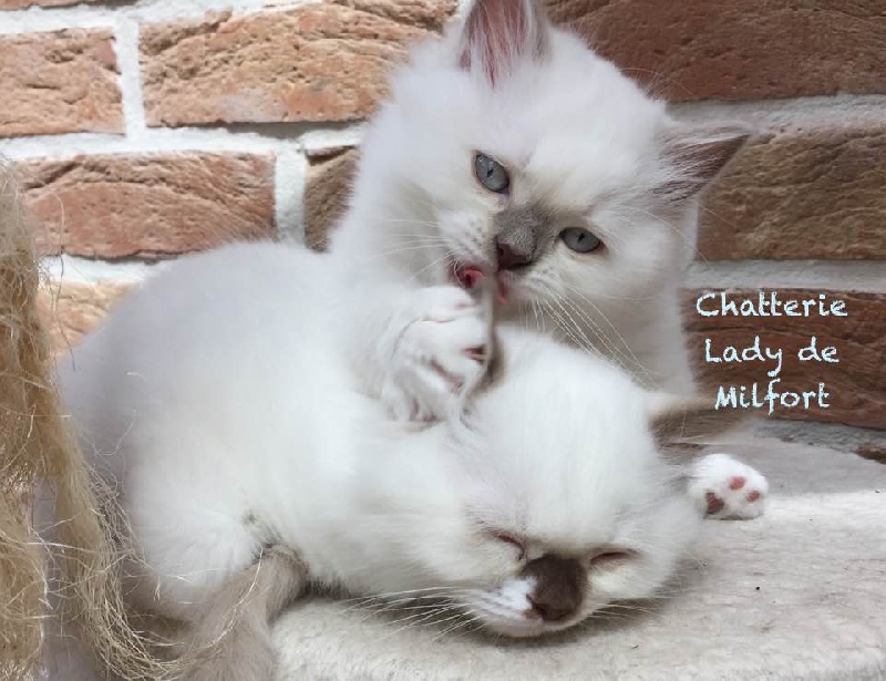 Of Lady De Milfort - British Shorthair et Longhair - Portée née le 22/05/2017