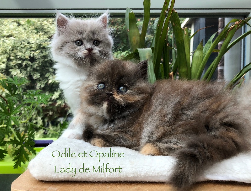 Of Lady De Milfort - British Shorthair et Longhair - Portée née le 26/07/2018