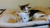 Rock'n'cats's - Chaton disponible  - Oriental