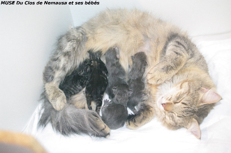 chaton Norvégien Du Reve D'Indiana