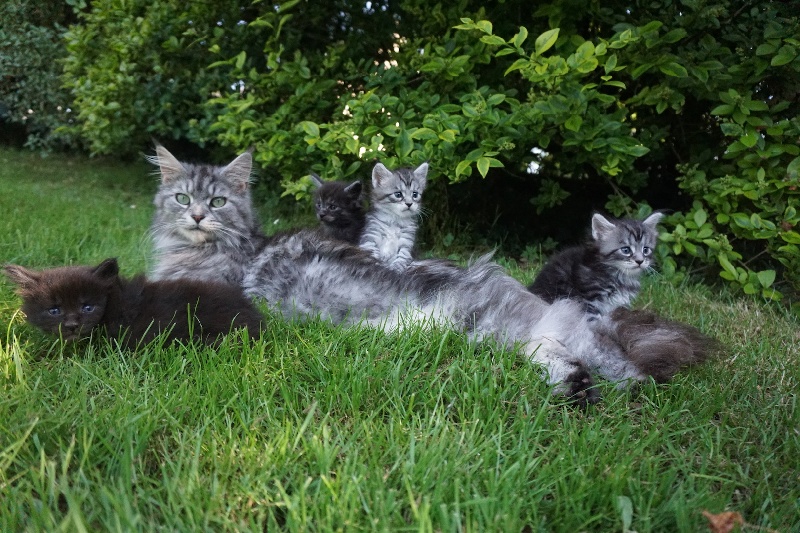 chaton Maine Coon Des Chats de Kerma