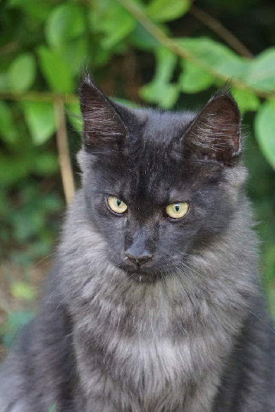 Des Chats de Kerma - Maine Coon - Portée née le 19/03/2022