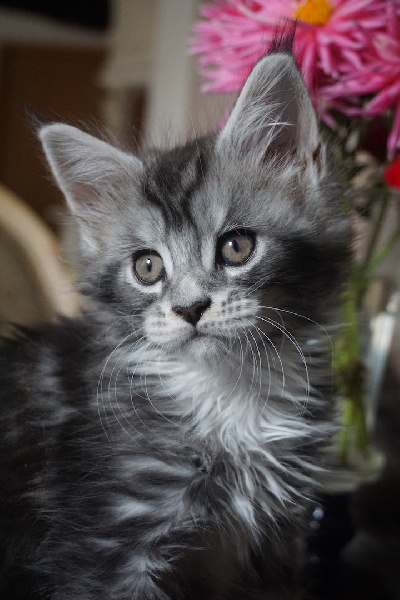 chaton Maine Coon Des Chats de Kerma