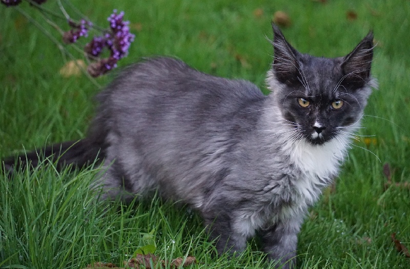 chaton Maine Coon Des Chats de Kerma