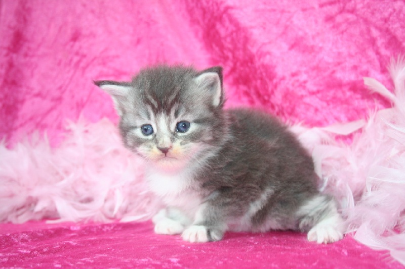 CHATON blue and white - 
