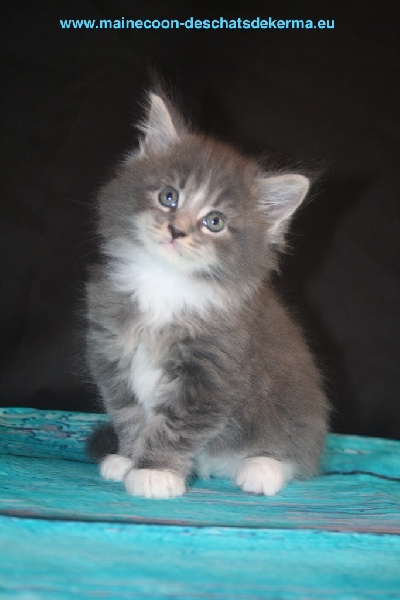 chaton Maine Coon Des Chats de Kerma