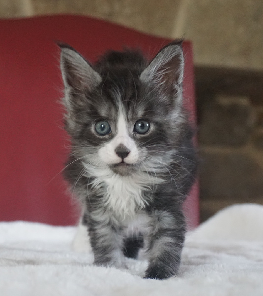 Des Chats de Kerma - Maine Coon - Portée née le 22/04/2023