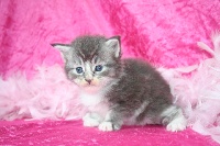 CHATON blue and white