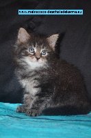 CHATON brown blotched tabby