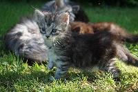 CHATON BLACK SILVER - Maine Coon