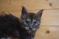 CHATON BLACK SMOKE COLLIER ROSE  - Maine Coon