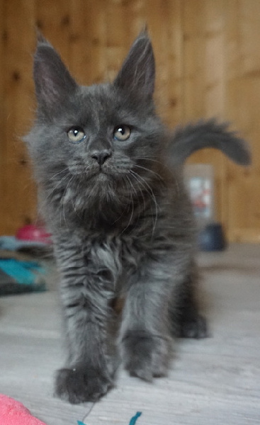 chaton Maine Coon Des Chats de Kerma