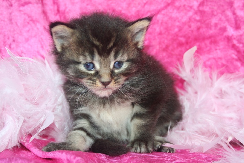 CHATON brown spotted tabby - 