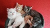 Du Katzen Engel - 2 chatons mâles sibériens à réserver