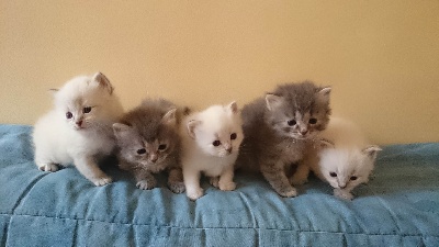 Beauté De Sibérie - chatons disponible