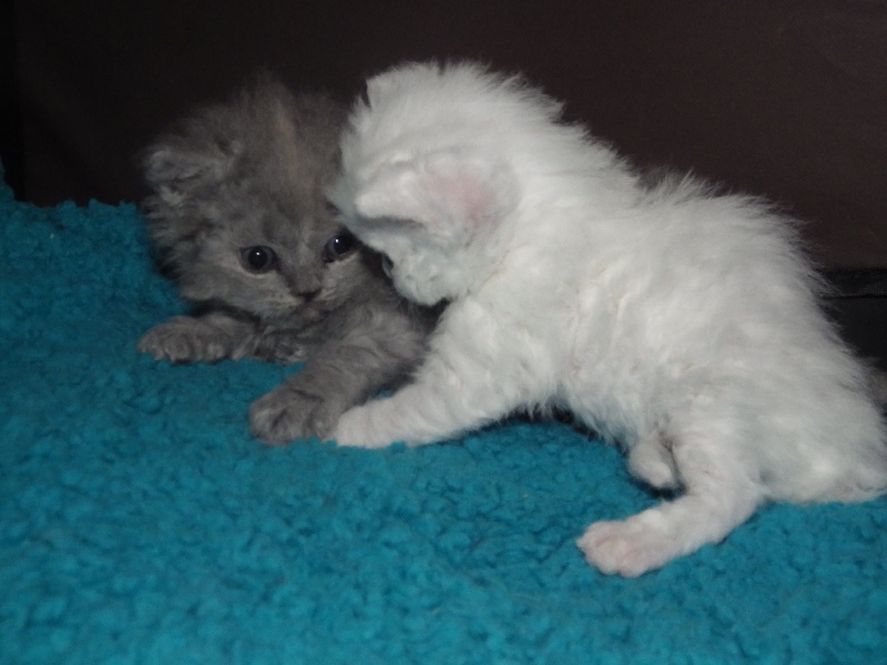 chaton Selkirk Rex poil court et poil long Pixies