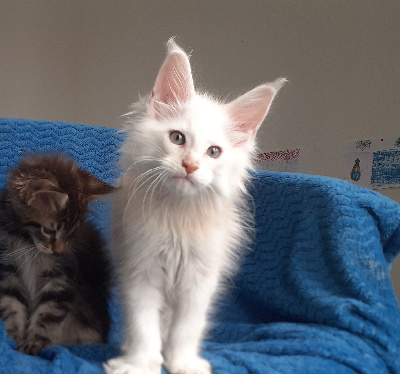 Love Buzz - Chaton disponible  - Maine Coon