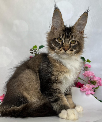 Just A Dream's - Chaton disponible  - Maine Coon