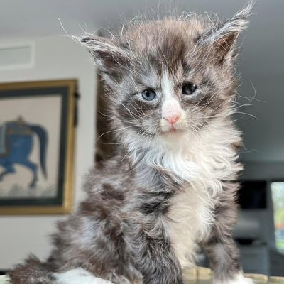 Just A Dream's - Chaton disponible  - Maine Coon