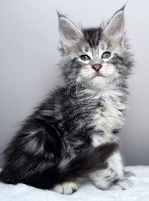 Maine Coon - Just A Dream's