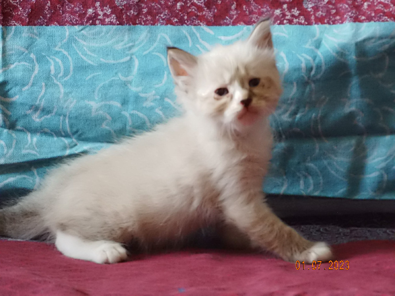 chaton Sibérien de la Déesse De Lakshmi