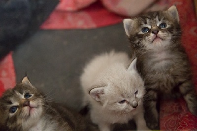 De Koshenka - 3 chatons sont nés le 18 Juin 2014