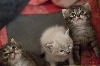 De Koshenka - 3 chatons sont nés le 18 Juin 2014