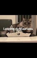 Looping Du Mauriana