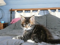 Just'o'coons - Chaton disponible  - Maine Coon