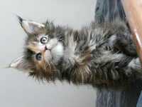 Just'o'coons - Chaton disponible  - Maine Coon