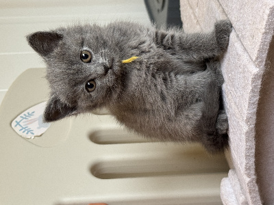 De La Tribu D'Ozalée - Chaton disponible  - Chartreux