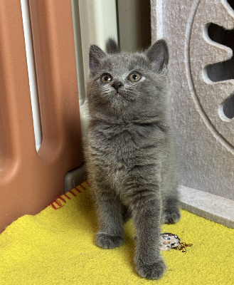 De La Tribu D'Ozalée - Chaton disponible  - Chartreux
