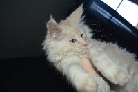 Little Monster - Chaton disponible  - Maine Coon