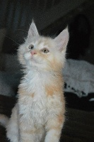 Little Monster - Chaton disponible  - Maine Coon