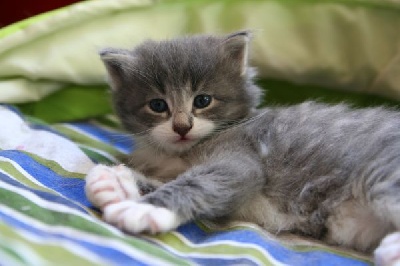 d'horten's dream - des chatons sont nés !!!!!!!