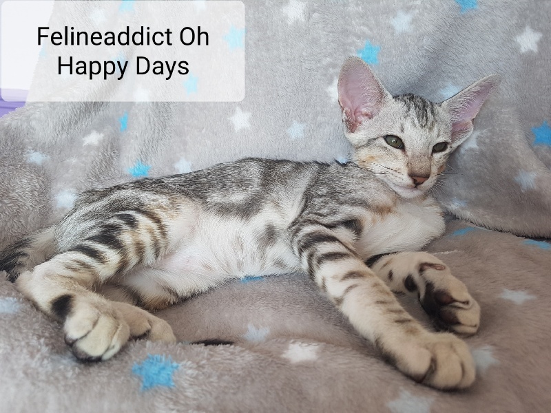 Felineaddict Oh Happy Days - 